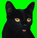 Black Cat BlackCat Discord Emoji