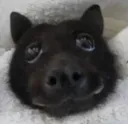 Batooga