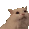 CatScream