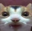 droolcat Discord emoji