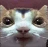droolcat
