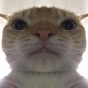 cat Discord emoji