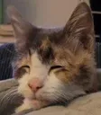 tiredcat2