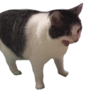 ccatahhh Discord emoji
