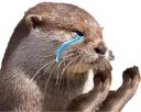OtterHands