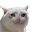 Sad Cat sad_cat Discord Emoji