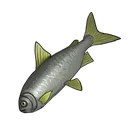 thefish thefish
