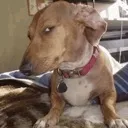 susdog Discord Emoji