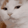 Catstare catstare Discord Emoji