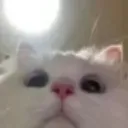 catpeek catpeek
