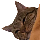 sleepykat