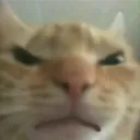 catangry