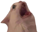 CatMeoow Discord emoji
