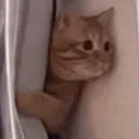 cattoLurking