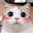 cattoBlushblush