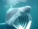 Shark_Pog