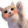 Catwave Catwave Discord Emoji