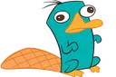 platypus platypus