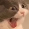AGC_Catscream Discord emoji