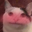 AGC_Catblushbeluga Discord emoji