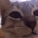 catnom Discord emoji