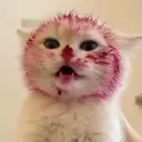 poggywoggtbutfemale