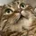 Cat_LookUp