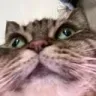 Cat_Derp Cat_Derp