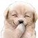 giggly_elac