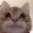 catstare