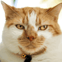 rightmeow Discord Emoji