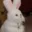 c_bunnycat