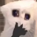 BlursedOmgCat