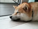 CuteDoge