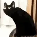 cattoStares