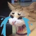 cattoCry