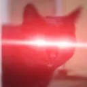 cattoBeaned