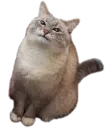 blin