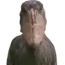 Trashbird