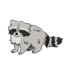 tokiraccoon
