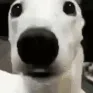 dog_shiver_scared dog_shiver_scared