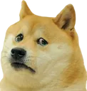 sadDoge sadDoge
