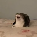 kkkk