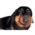 retroraErm