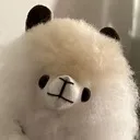PlooshiAlpaca_stare