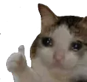 9109_Sad_Cat_Thumbs_Up