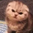 cat_mad cat_mad