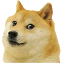 doge
