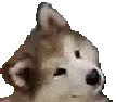 headtilt