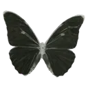 y_butterfly